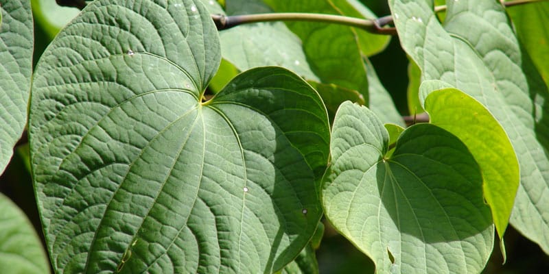 Help Calm Anxiety Down With Kava