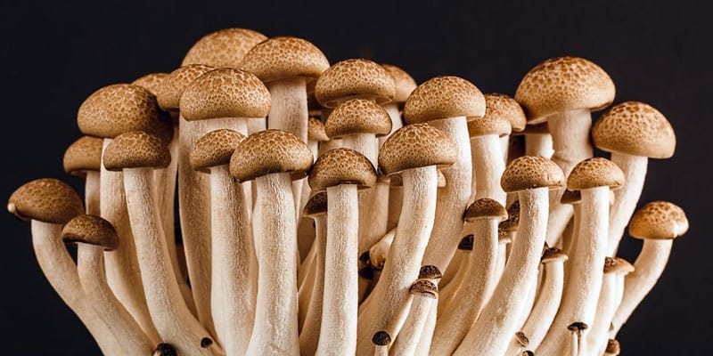 Medicine and Miracles in Mushrooms