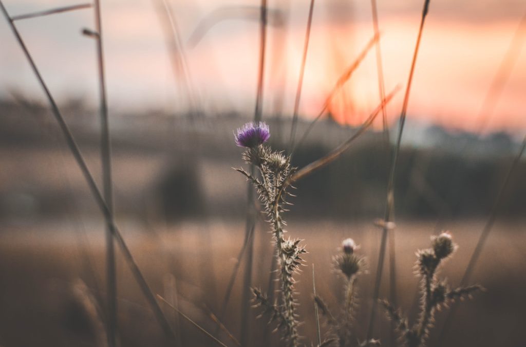 Unlocking Men’s Health: An Herbal Approach